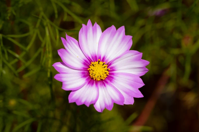 a bright pink flower in a lush green field