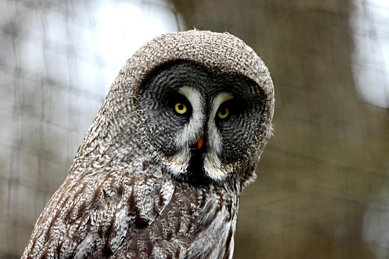 an owl is pographed in a close up po