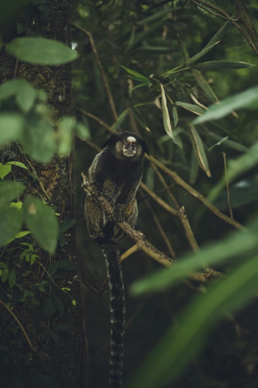 the black and white monkey is perched on the tree nch