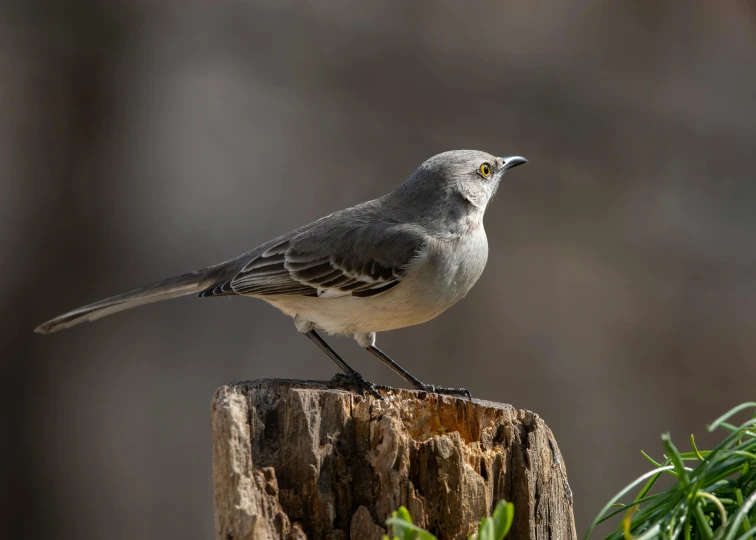 a bird on top of a wooden post