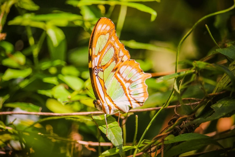 the erflies are resting on the leaves outside