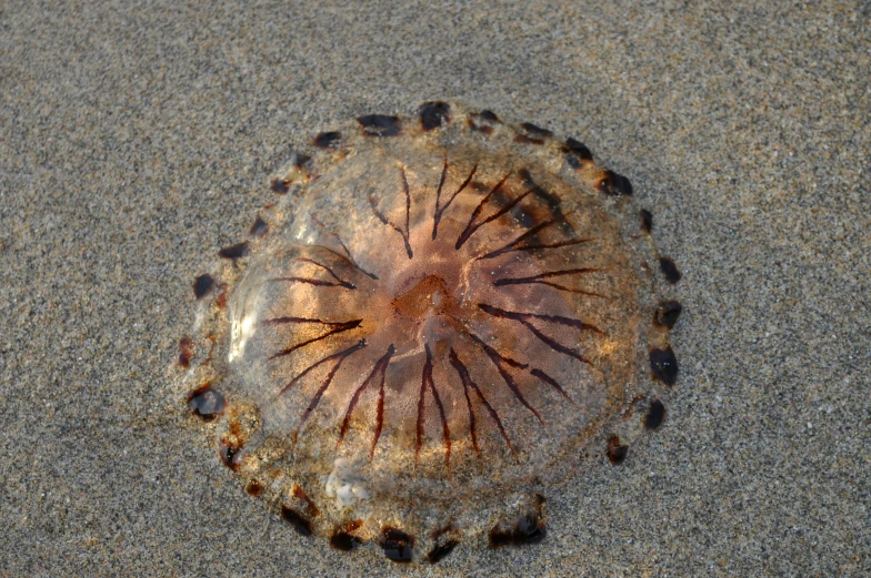 an object sitting in the sand on a beach