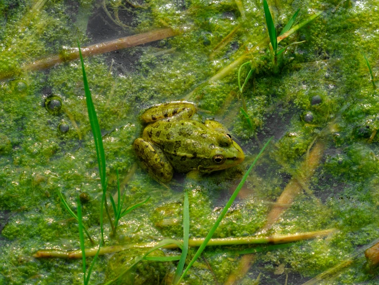 the frog is sitting on green algae and staring at the camera