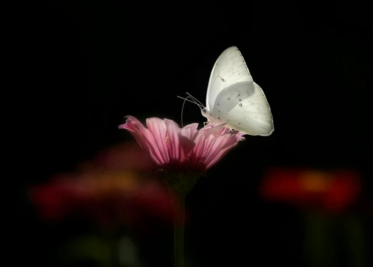 a white erfly is standing on a pink flower