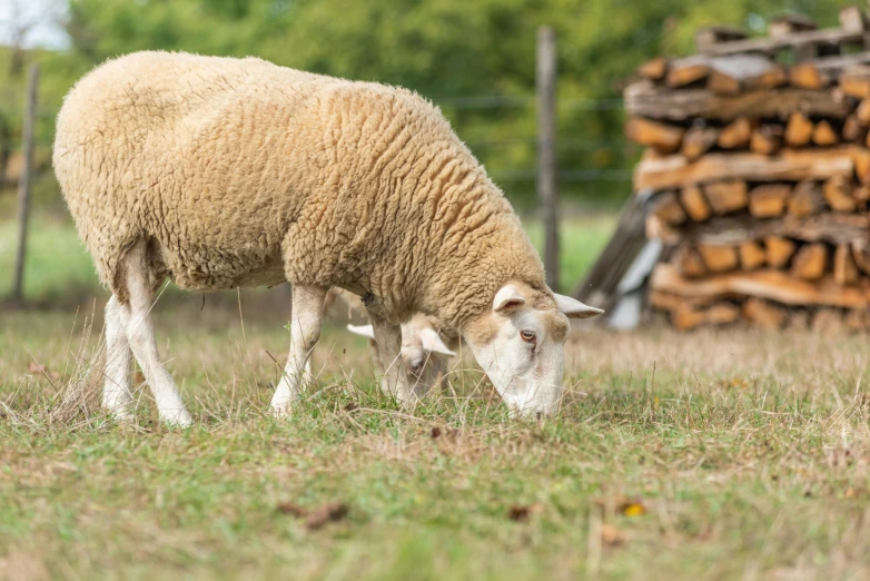 the sheep is grazing in the field near a pile of logs