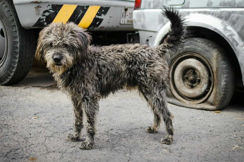 a gray dog standing next to a vehicle on the ground