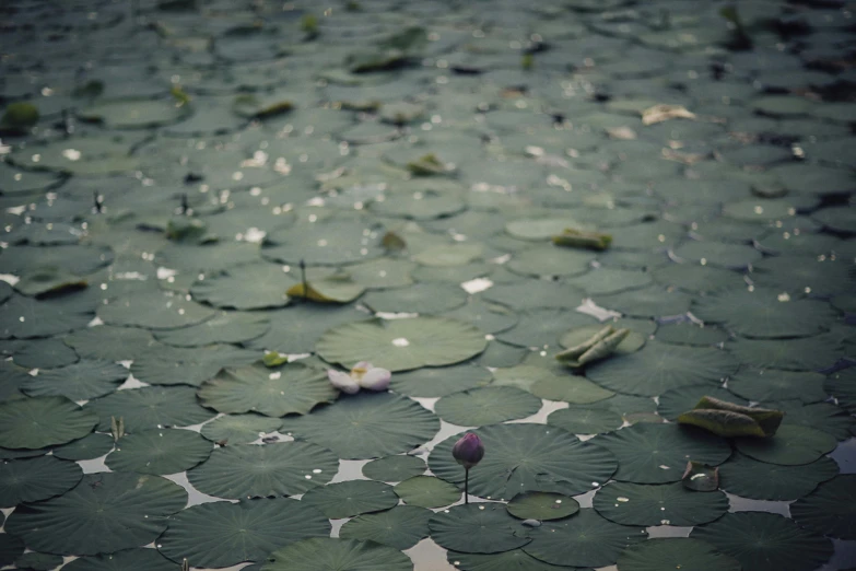 a group of waterlilies with leaves covering them