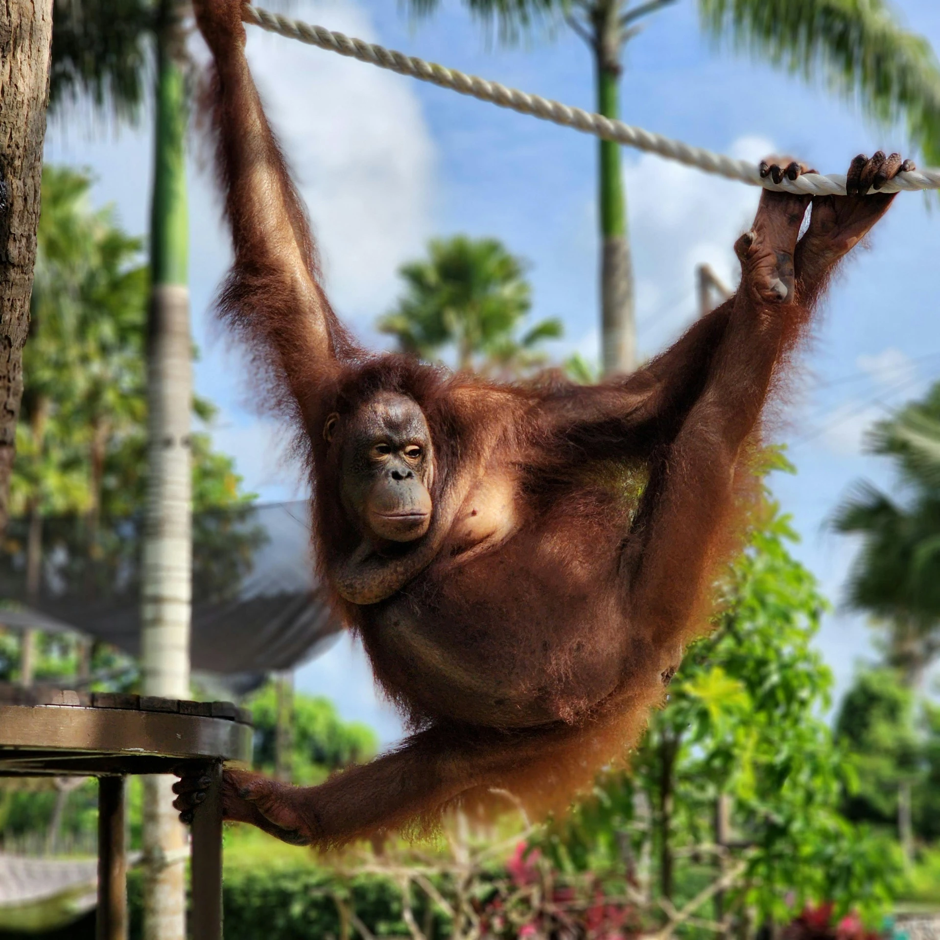 a small brown monkey hanging from a rope near a tree