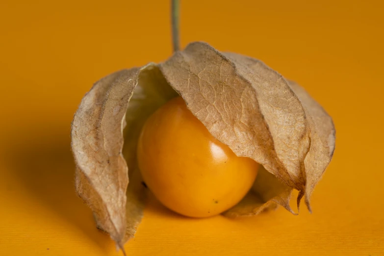 an orange in a sack against a yellow background