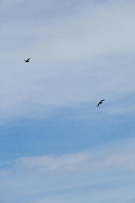 a couple of birds flying over a blue sky