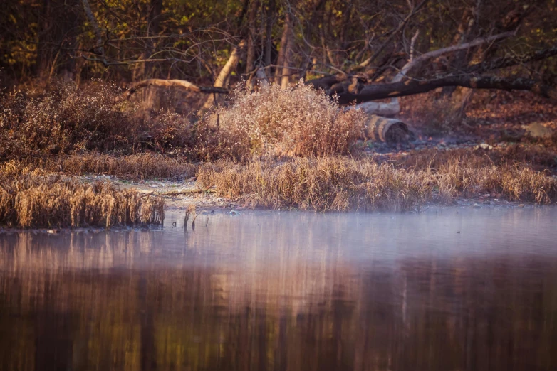 a bird on the grass next to a body of water