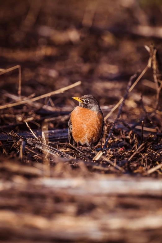 a small bird sits in the dirt by itself