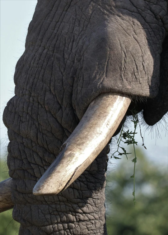 an elephant with a plant sticking out its trunk