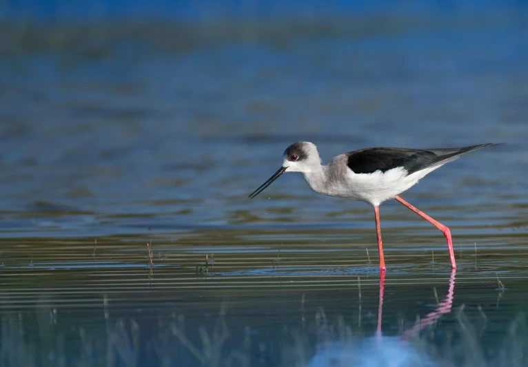 the small bird is walking across the water