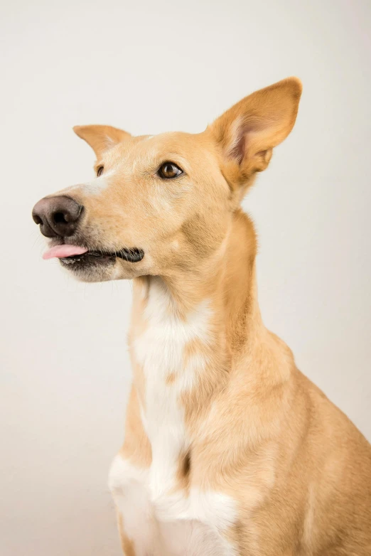 an alert dog with his tongue out in front of a white background
