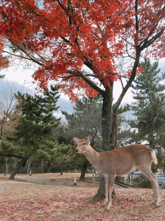 an animal standing next to some leaves on the ground