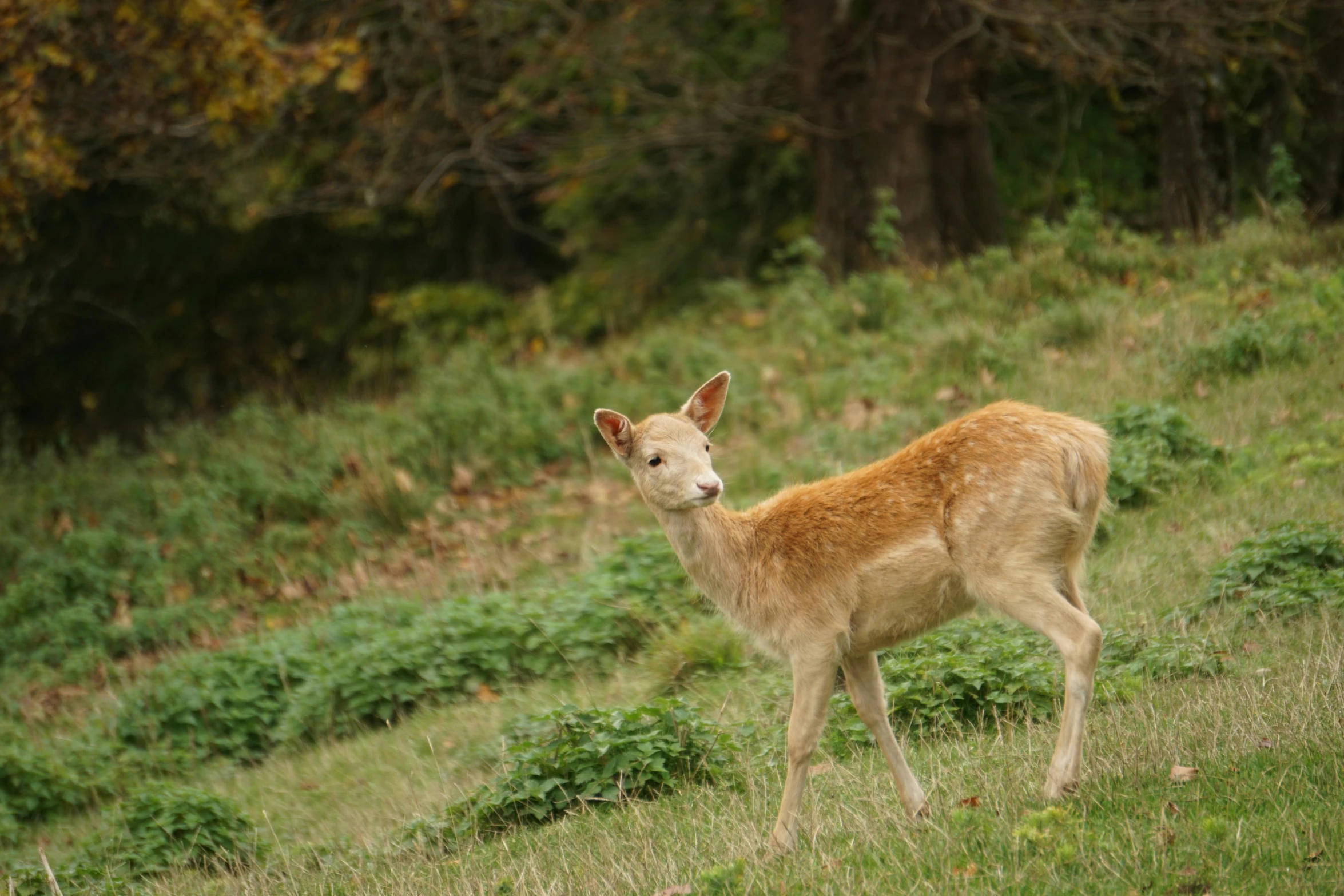 a small deer is standing in the grass