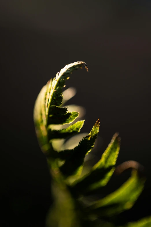 a green leaf of some sort with sun coming in from behind it