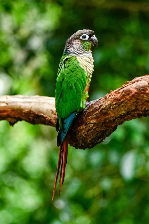 a bird sitting on top of a tree nch