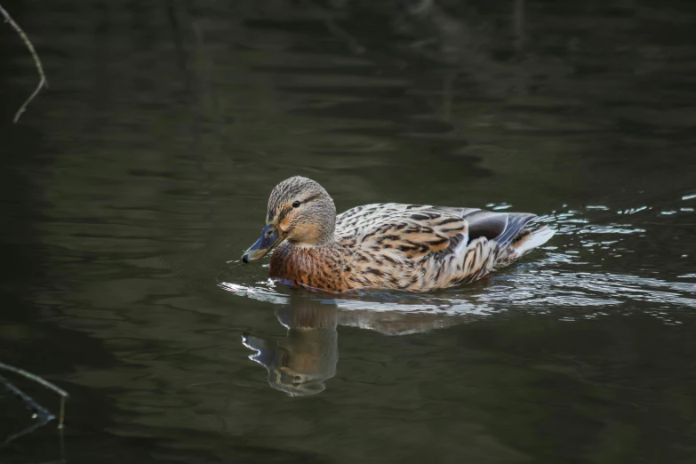 a mallard swimming in a river on a sunny day