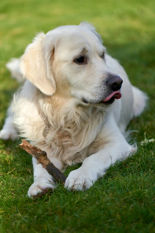 a large white dog lying on the ground with a stick in its mouth