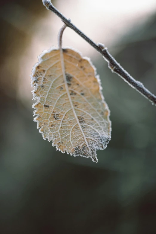 a leaf is frozen by the sun on a tree nch