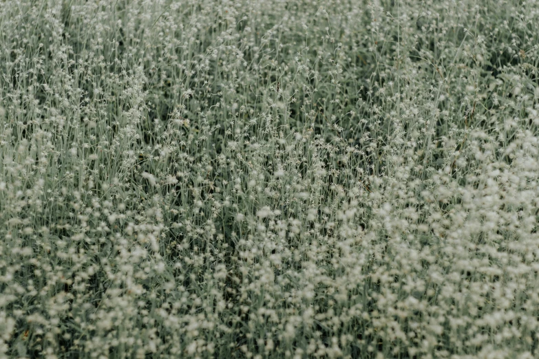 a green and white picture with a black background