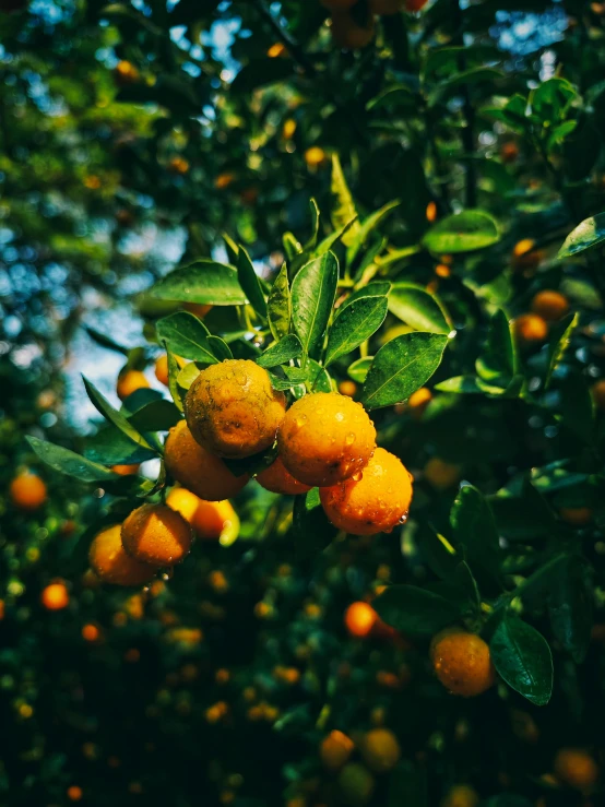 oranges growing on the trees and leaves are very ripe