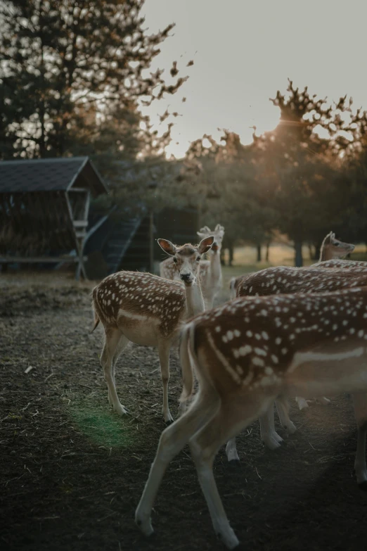 a group of white deer standing in the sun