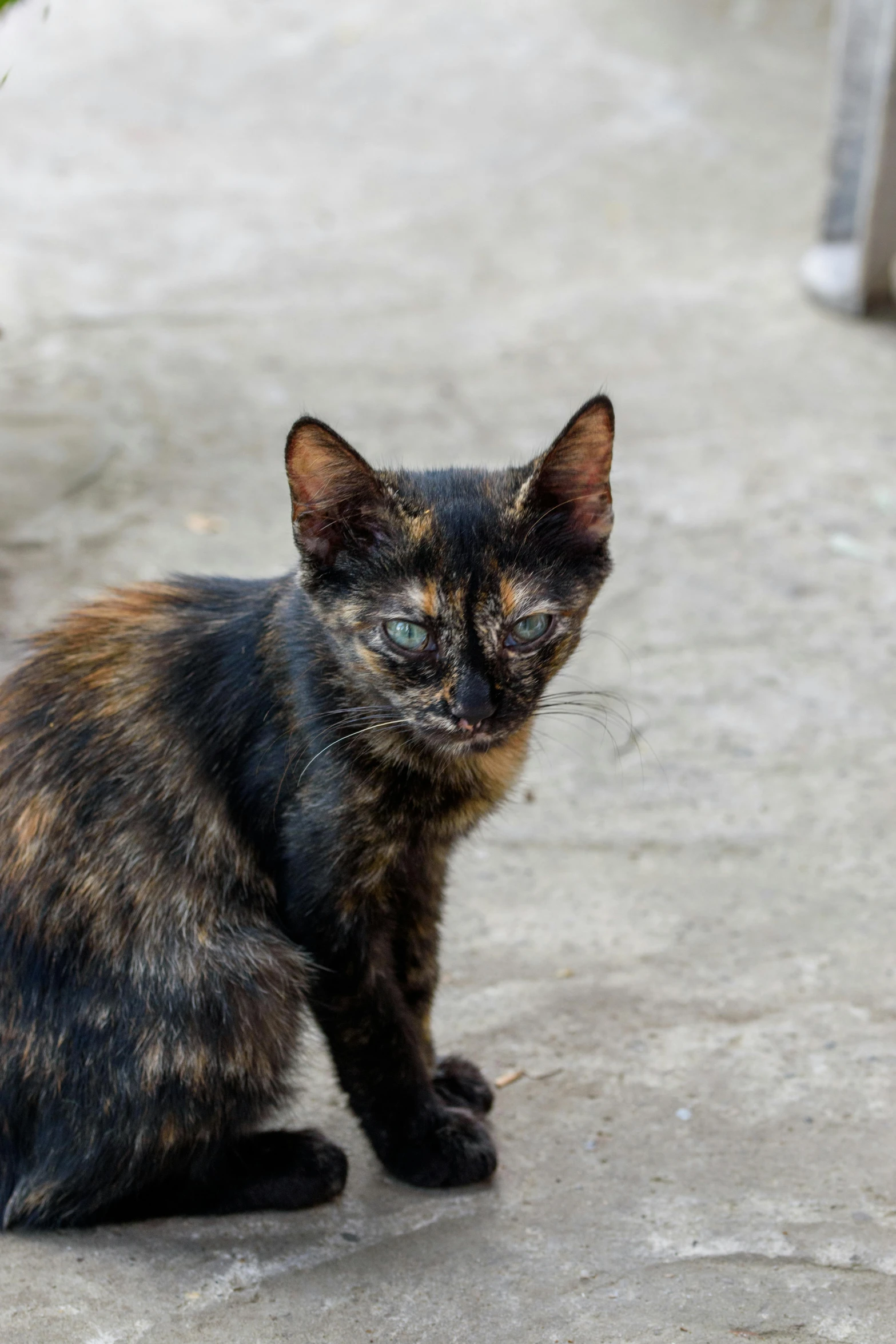 a black and brown cat is sitting down