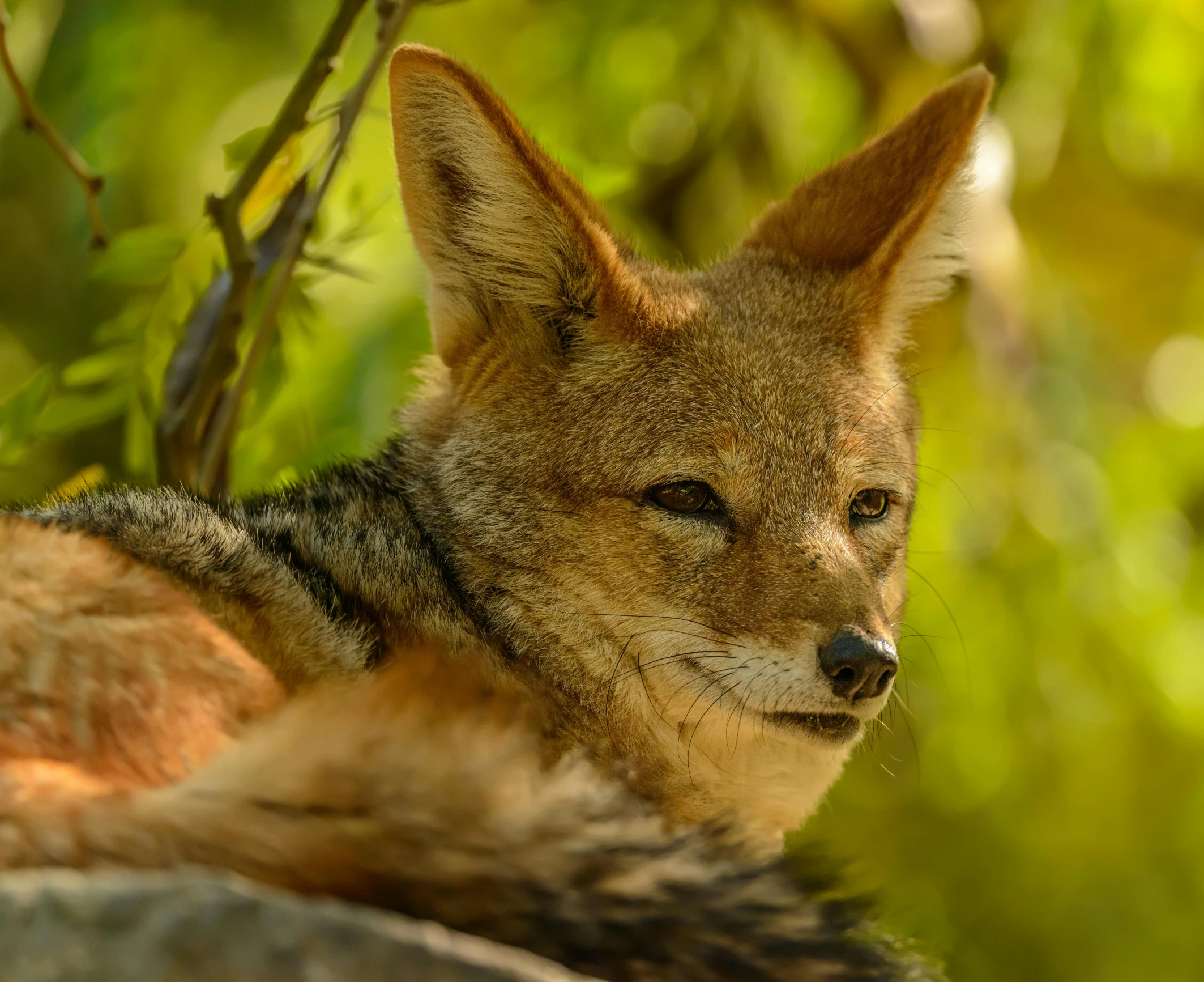 an animal resting on a tree nch in the shade