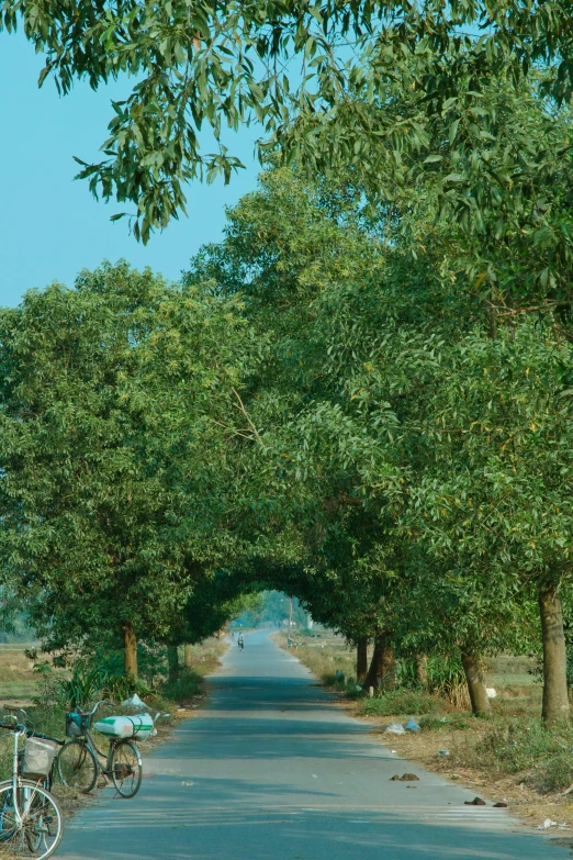 a long open road surrounded by trees and bicycles