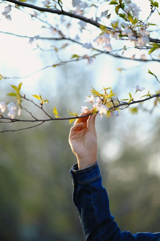 the hands are reaching for flowers on a tree