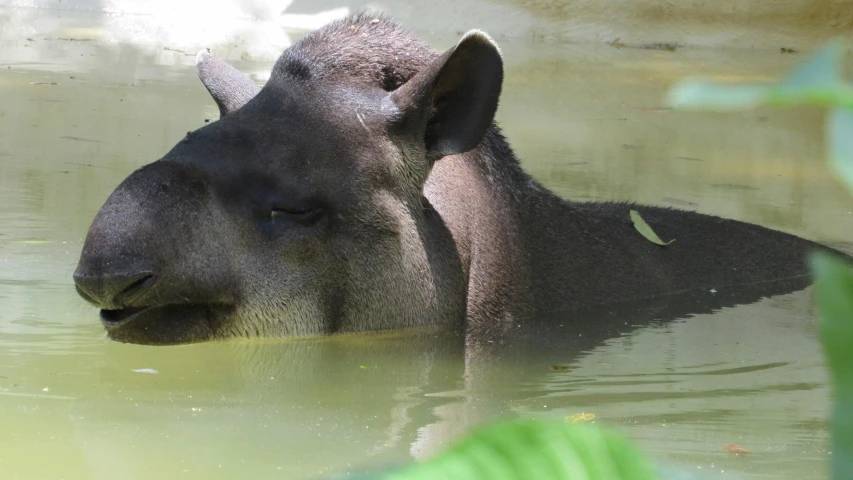 an animal with a black body in water
