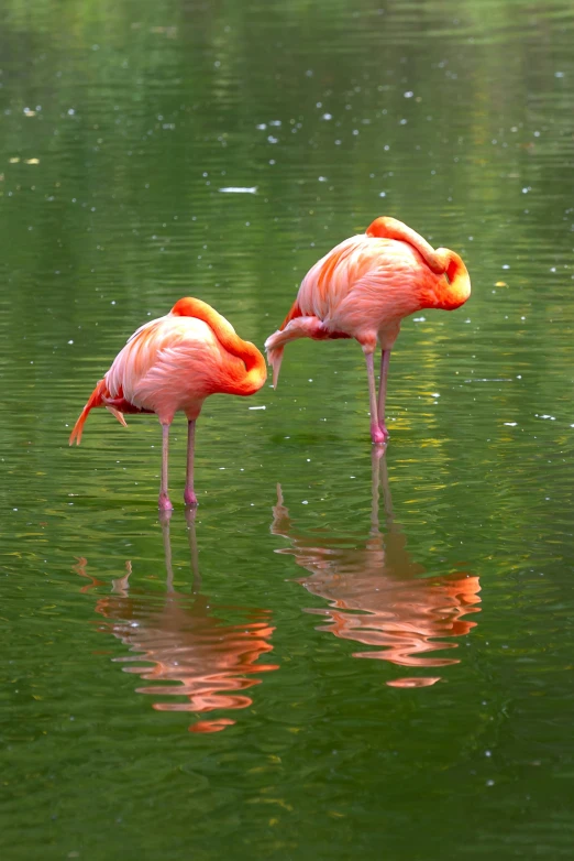 two flamingos are standing in a lake and looking at each other