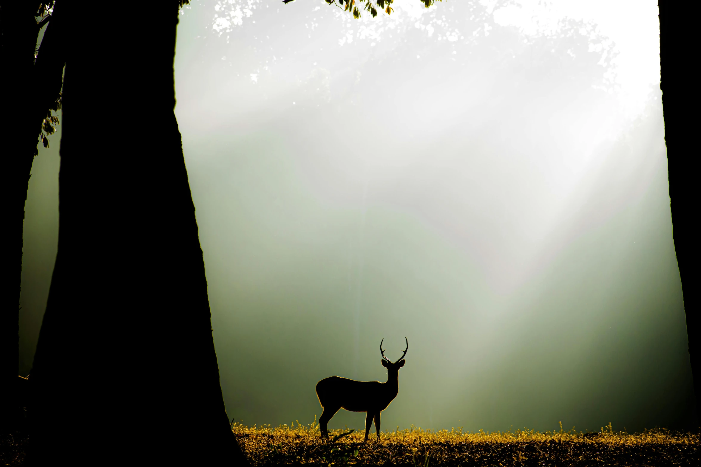 a deer in an empty field surrounded by trees