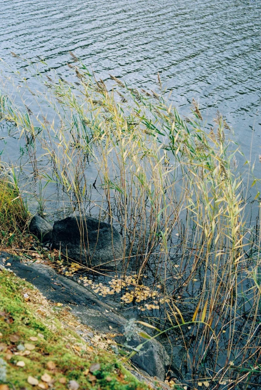 small tree on the side of a body of water