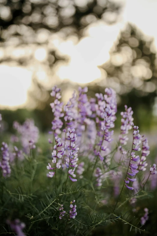 purple flowery bushes blooming on a sunny day