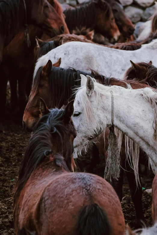 a couple of brown horses standing in the dirt