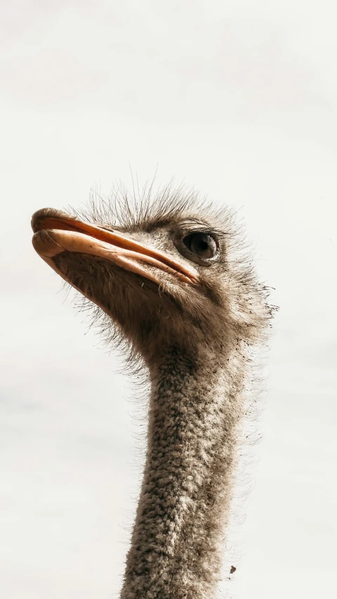 a bird looking straight ahead with it's head turned to the side