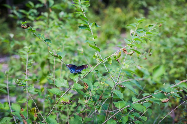 a blue and black erfly on a plant