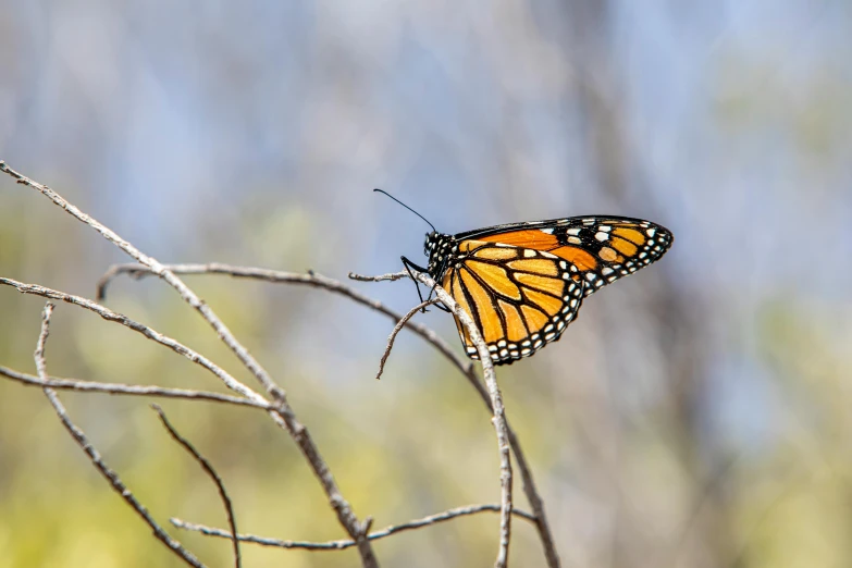 the orange and black monarch erfly is sitting on top of the tree nch