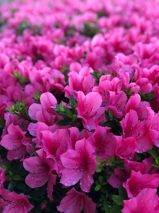 large pink flowers grow in the grass