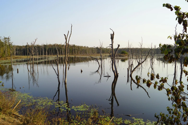 a placid lake is filled with lots of plants