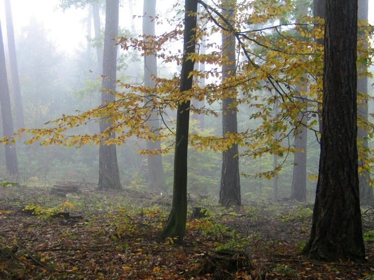 a bench in a wooded area is pictured