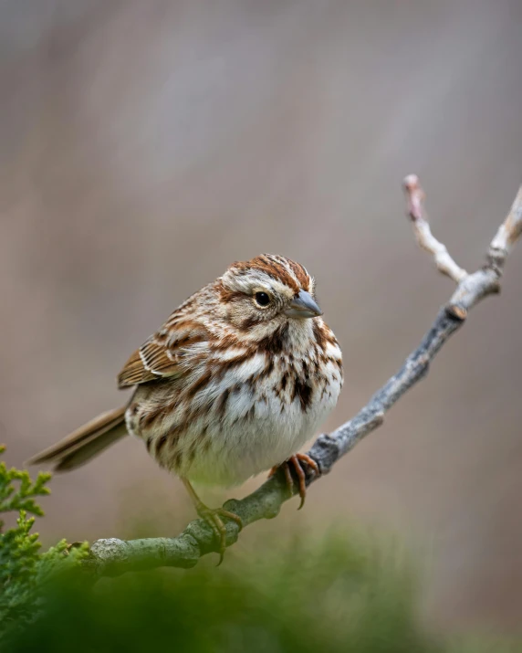 a little bird sitting on a tree limb