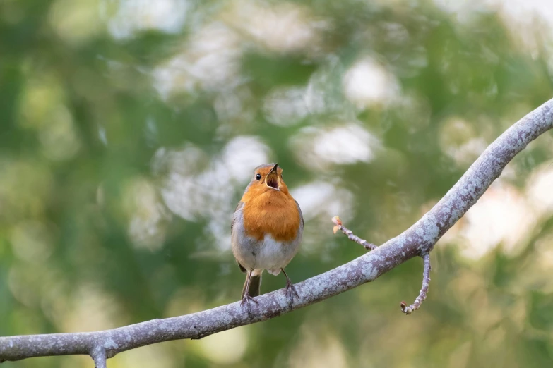 a bird is sitting on a nch with no leaves