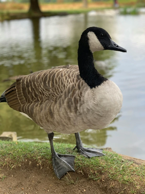 a duck is standing on the side of a lake