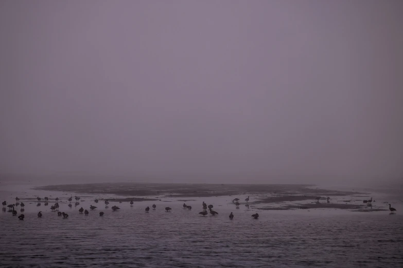 birds fly low over the water on a foggy day
