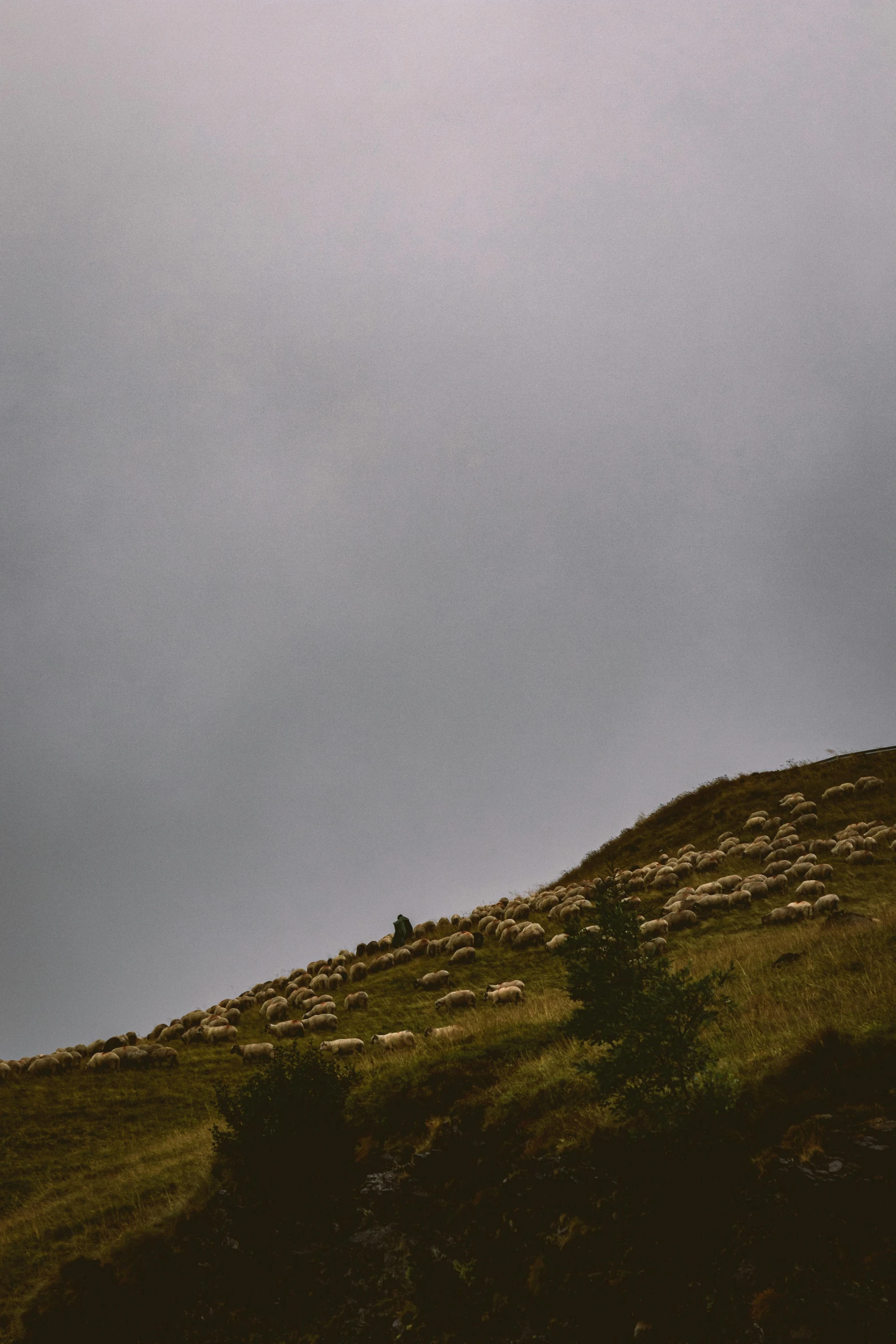 a sheep standing on top of a hill next to a sky